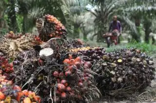 Naik Rp 136,09, Harga TBS Sawit Mitra Swadaya di Riau Terus Pepet Plasma