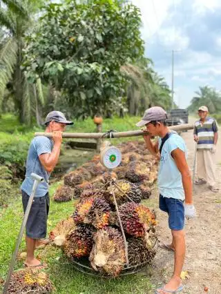 Naik Signifikan, Harga TBS Sawit Plasma Riau Ditetapkan Rp 3.604,56/Kg