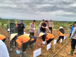 Diremajakan, Lahan Plasma Sawit di Mesuji Raya Ditanami Jagung