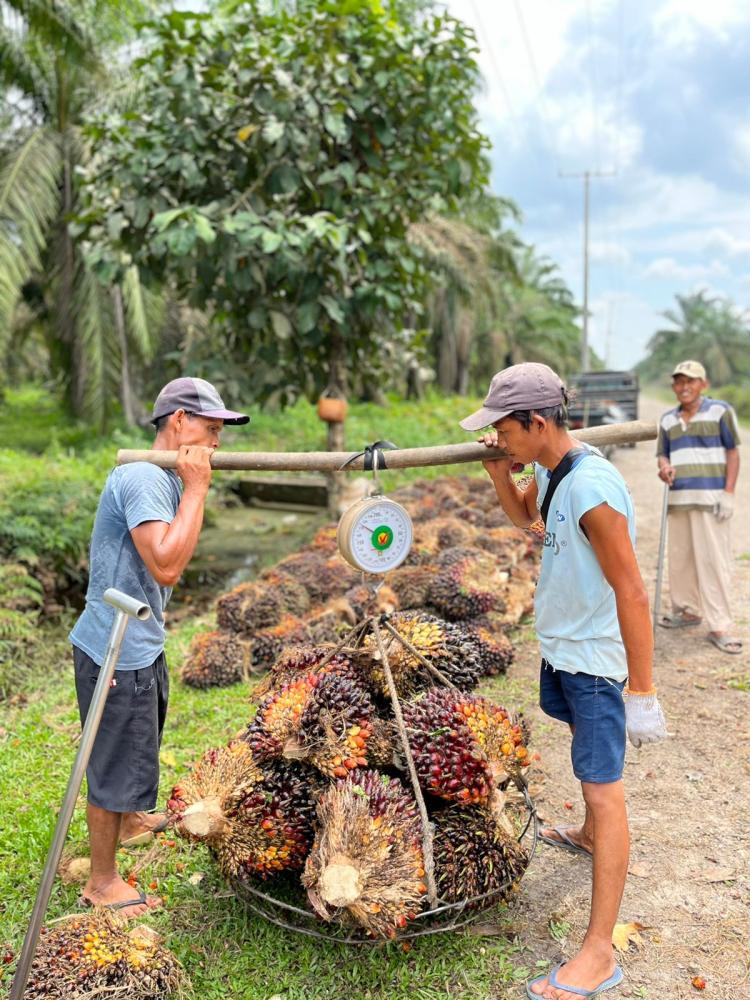Sumbar Duduki Harga TBS Sawit Tertinggi di Indonesia