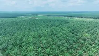 Mayoritas Perkebunan Kelapa Sawit di Riau Belum Punya Izin Lengkap