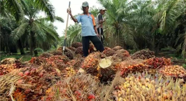 Periode II Maret 2025, Harga TBS Sawit di Sumsel Naik Tipis