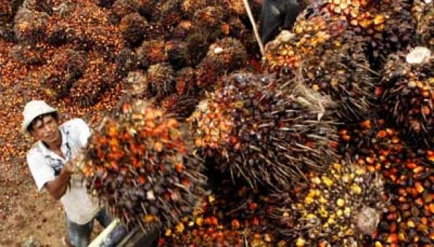 Lebaran Makin Ceria, Harga TBS Sawit Plasma di Riau Rp 3.718,09/Kg