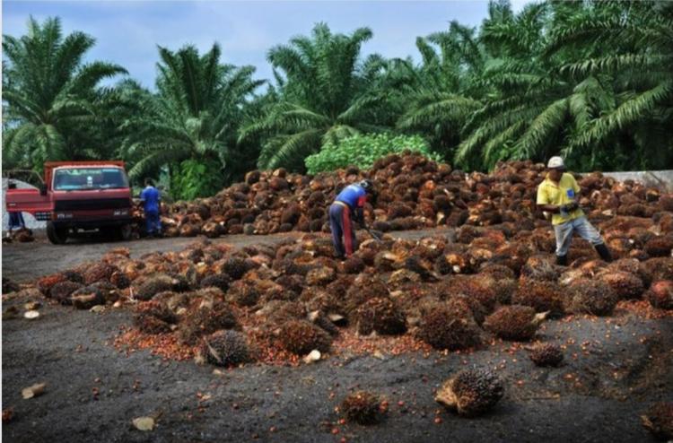 Makin Moncer, TBS Sawit Plasma di Sumut Dibanderol Rp 3.717,19/Kg