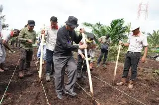 Penanaman Jagung di Lahan Perusahaan Sawit Terus Digeber di Inhil