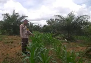 Program Tumpang Sari Jagung-Sawit di Sanggau Diganggu Belalang Hingga Kambing