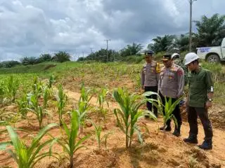 Pertumbuhan Jagung di Lahan Sawit PT STN Terus Dipantau