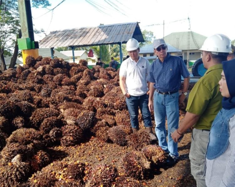 Usai Lebaran, Harga TBS Sawit Bengkulu Langsung Naik Rp 100/Kg