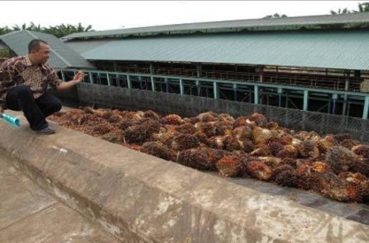 Harga TBS Sawit Kaltim Periode II Maret 2023 Ditetapkan Rp 3.324,57/Kg