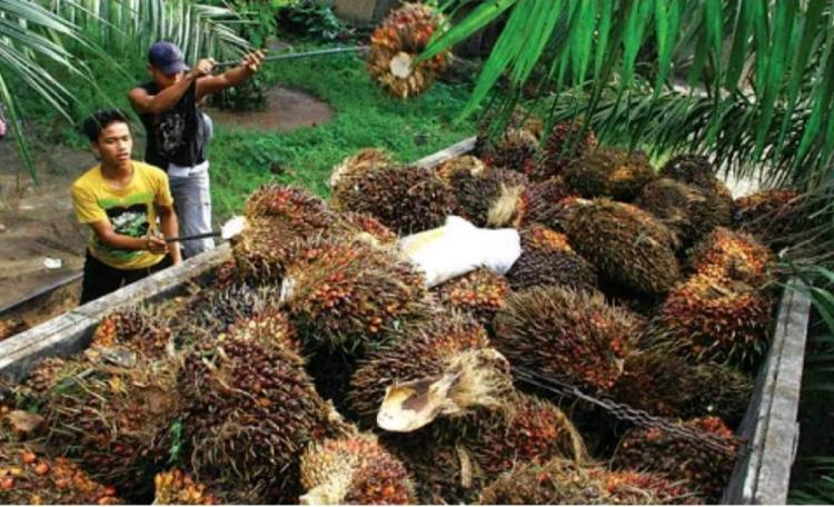 Periode I April 2025, Harga TBS Sawit Kaltim Naik Lagi