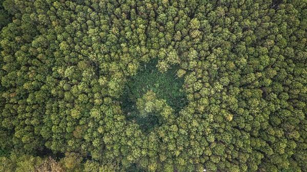 Penertiban Kawasan Hutan Seolah Hanya 'Ganti Pemain', Pertunjukan Apa Yang Akan Dipertontonkan Pemerintah