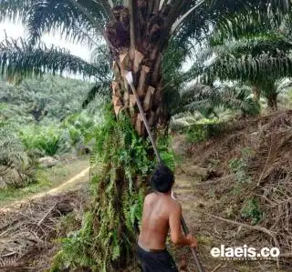 Perpres Penertiban Kawasan Hutan Muncul, Masa Depan Petani Plasma Terancam