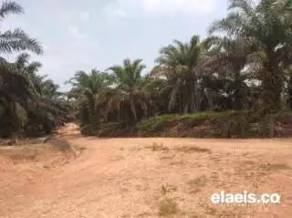 Status Kawasan Hutan Malapetaka Bagi Petani Sawit