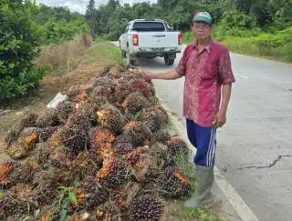 Harga Kelapa Sawit Mitra Plasma Riau Anjlok Sampai Rp193,39/Kg