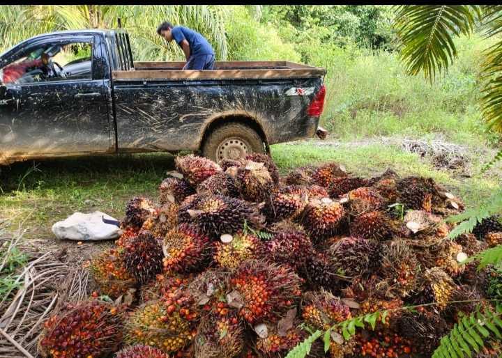 Naik Rp135,95/kg Harga Sawit Plasma Sumut Dibeli Rp3.447.39/kg