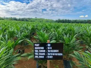 Ada Layanan Sertifikasi Benih Secara Daring, Penangkar Sawit di Kalsel Pilih Cara Manual