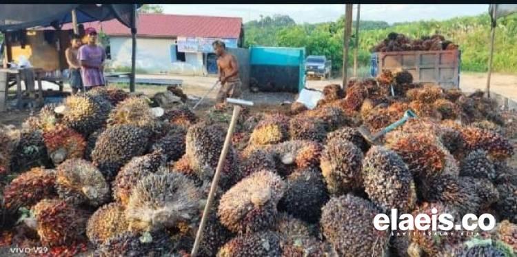 Kernel Tertekan, Harga Kelapa Sawit Plasma Riau Ikut Merosot Pekan Ini