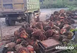Harga Plasma Turun, Harga Mitra Swadaya Riau Juga Ikut Merosot Periode Ini