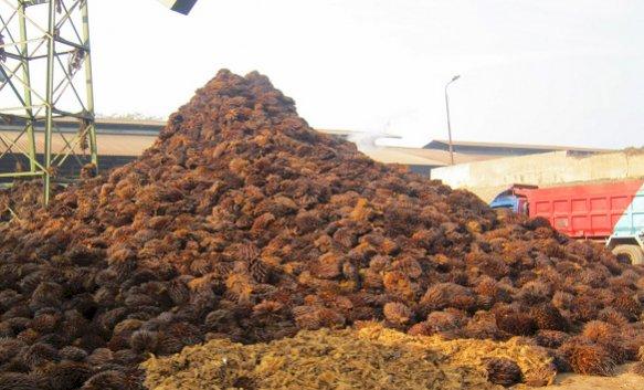 Dari Limbah Tankos Sawit, Indonesia Bisa Hasilkan 1,6 Juta Ton Bioetanol Setahun