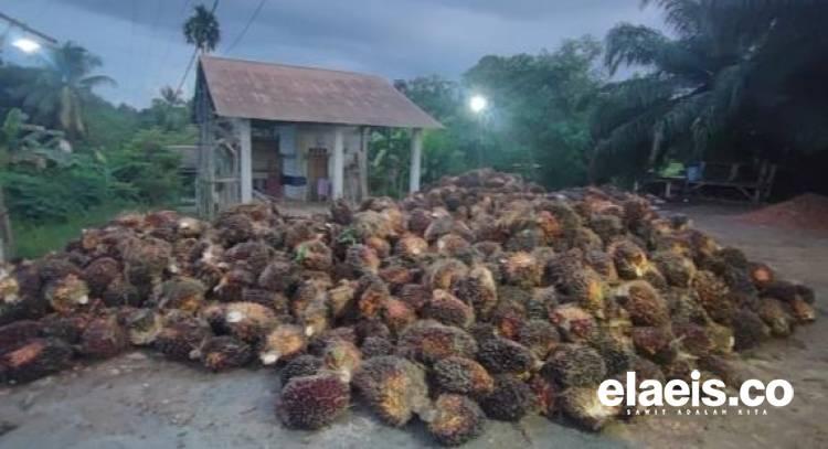 Apkasindo Apresiasi DPRD Sulsel Usulkan Pencabutan Izin PKS Bandel