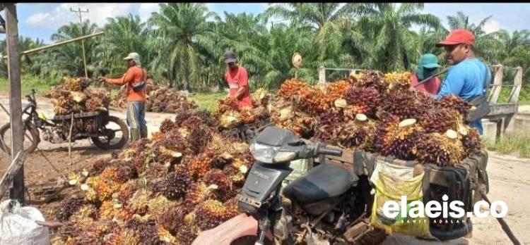 Tak Hanya Sawit Swadaya, Sawit Plasma Juga Alami Kenaikan Harga Minggu ini