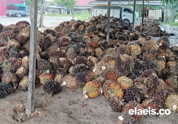 Naik Lagi, Petani Plasma Riau Sumringah Harga Tembus Rp3.631,58/kg