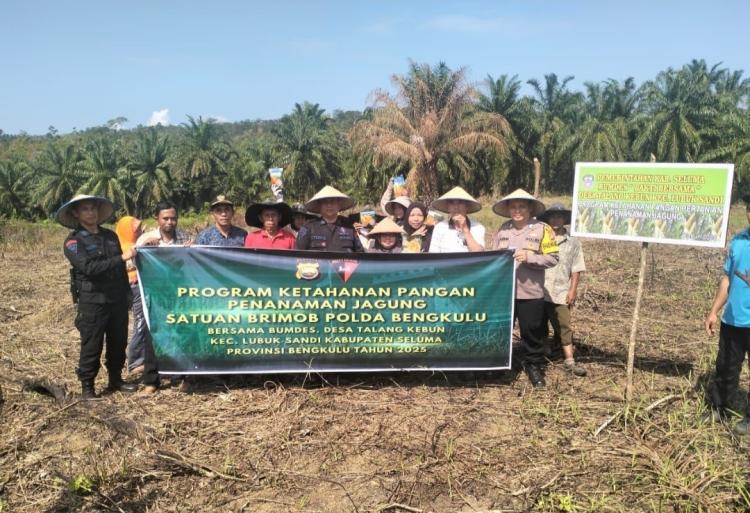 Lahan Sawit Warga Talang Kebun Ditanami Brimob dengan Jagung dan Padi untuk Ketahanan Pangan