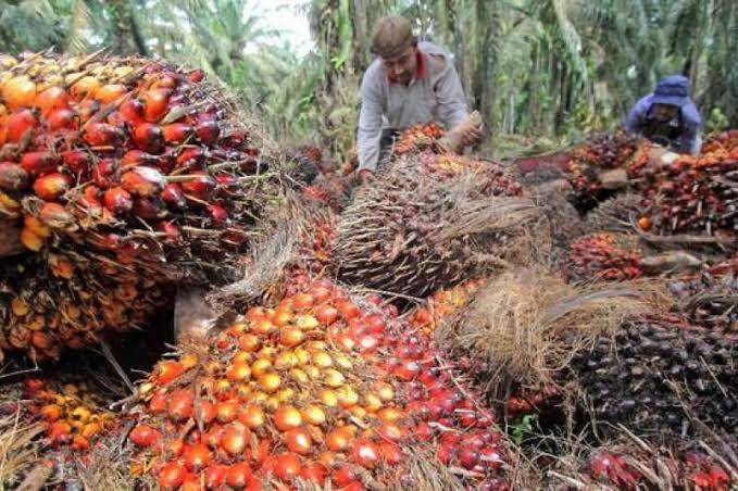 KPS Perintis Ophir, Bukti Ketangguhan Sawit Rakyat Lintas Generasi