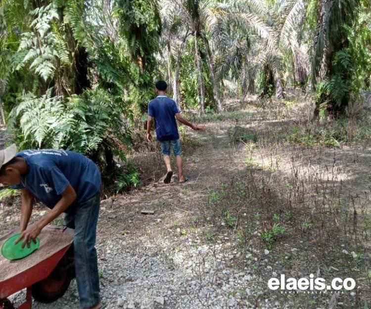 Upah Rendah dan Risiko Tinggi, Buruh Sawit Tuntut RUU Perlindungan Kerja