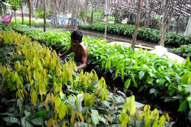 Permentan 50/2015 Direvisi, Sistem Mutu Benih dan Distribusi Bakal Diperbarui