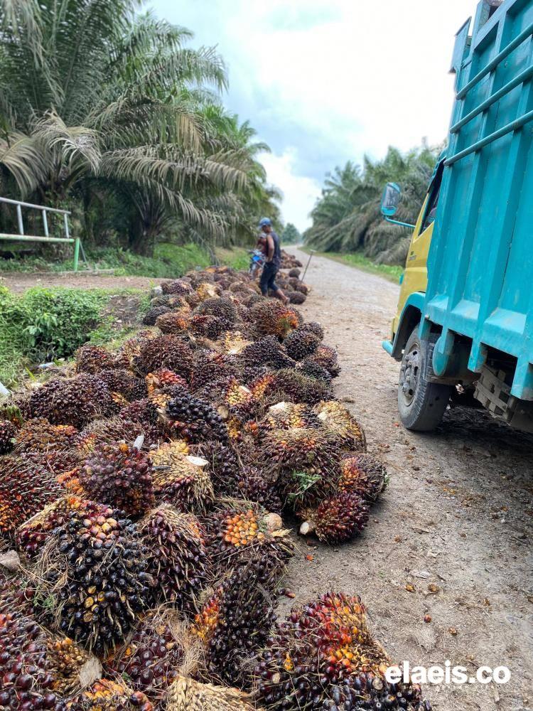 Bergerak Naik, Harga Sawit Plasma di Sumut Dibeli Rp3.651,71/kg