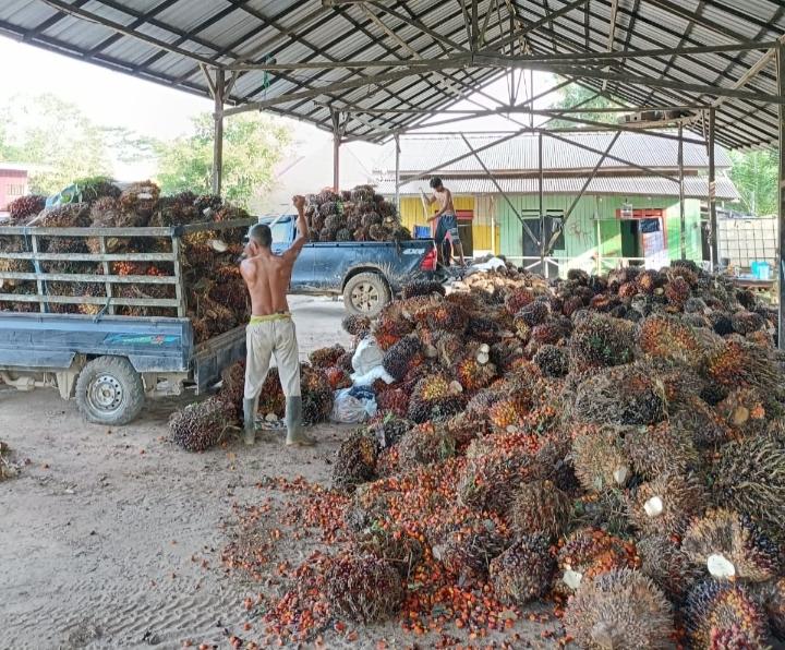 Rata-rata Harga Sawit Swadaya Sumut Rp2.665 - Rp 3.320/kg