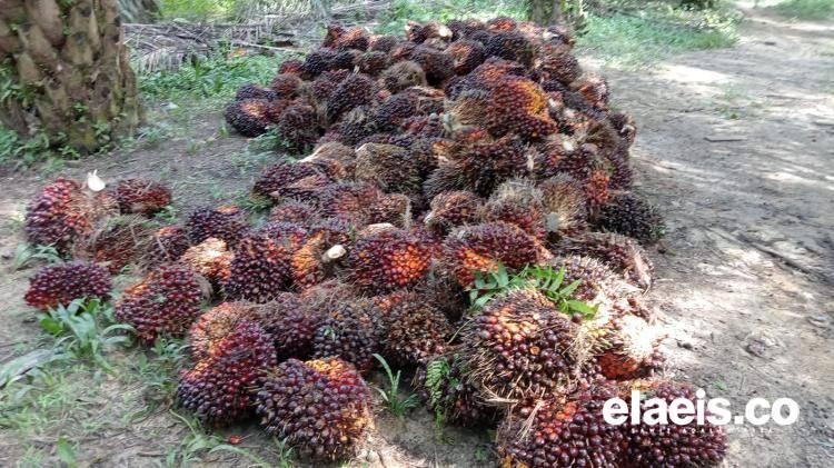 Produksi Sawit Sumsel Anjlok, Harganya Tembus Rp3.613,75/kg
