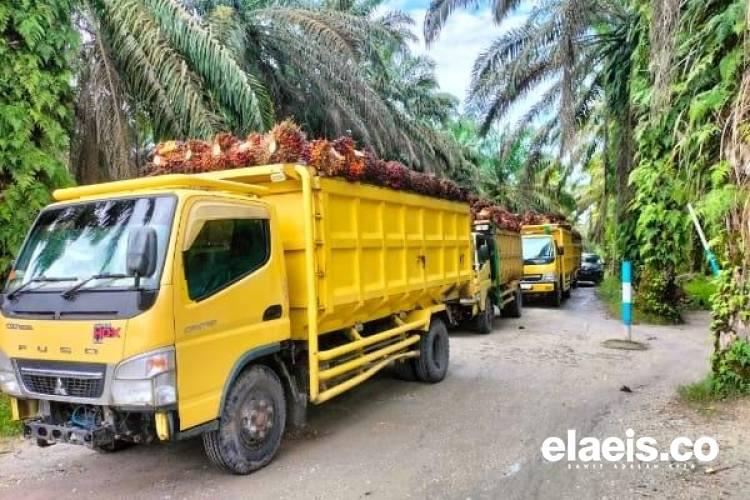 Yeka Ombudsman: Sawit Banyak Masalah, Tumpang Tindih Lahan dan Perizinan Amburadul