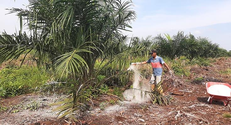 Sering Tambah Dosis Pupuk Tapi Panen Segitu-Gitu Aja? Ini Penyebabnya