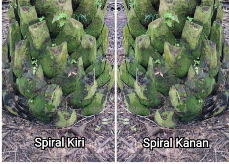 PPKS: Cuma dari Susunan Daun, Produktivitas Sawit Bisa Ditebak