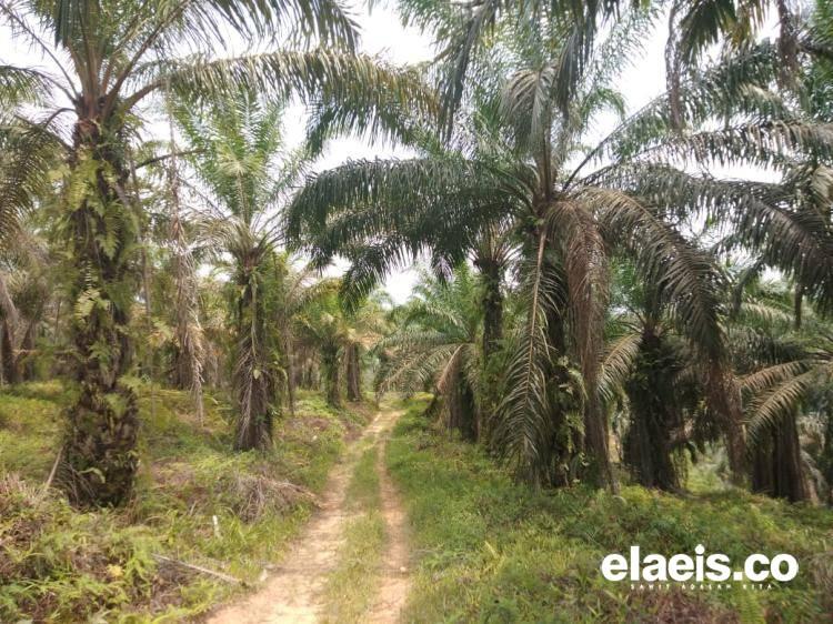 GAPKI Catat TBS Sawit Naik 10%, Cuaca Mendukung Jadi Faktor Utama