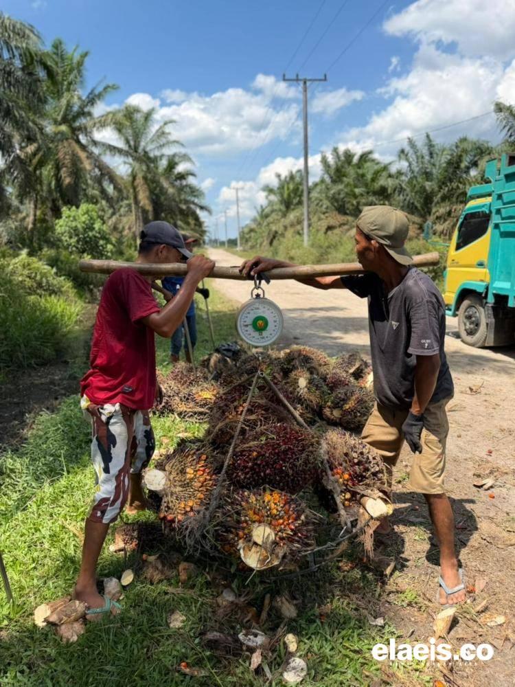 Turun, Harga Sawit Plasma Riau Rp3.653,60/Kg