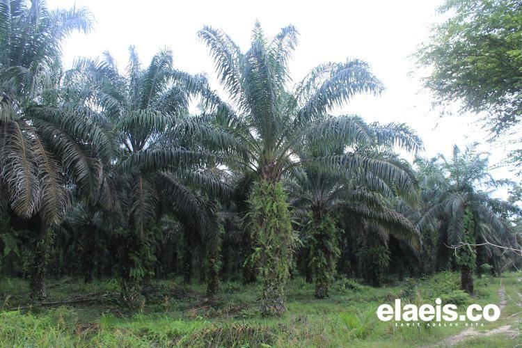 Audit dan Ukur Ulang HGU Perusahaan Perlu Dilakukan Pemprov Aceh