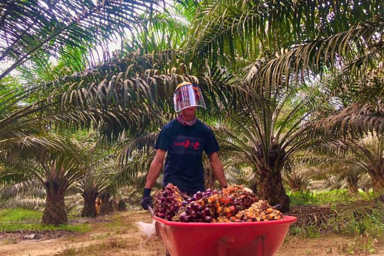 CPO Lagi Banyak Dicari, Pelaku Usaha Fokus Jaga Mutu dan Hindari Telat Kirim