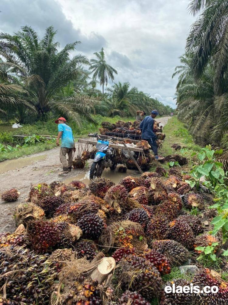 Ambruk Lagi, Sawit Plasma Riau Dibeli Rp3.553,84/kg