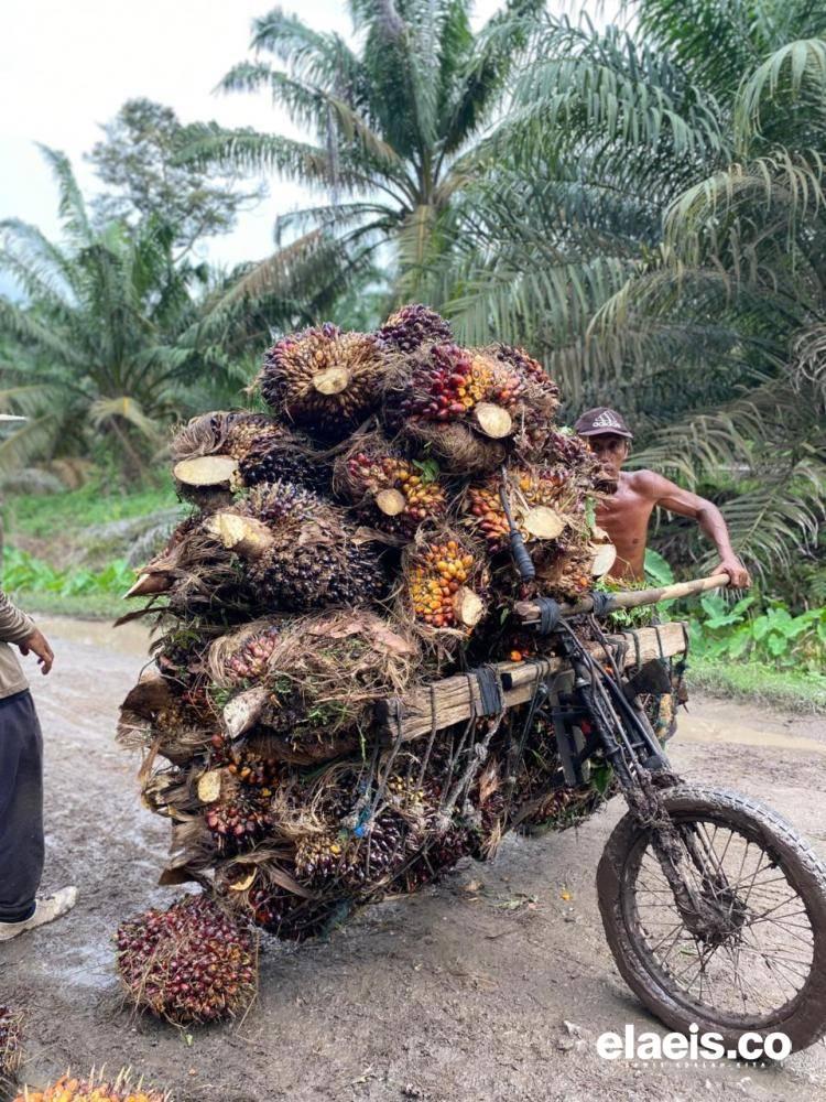 Harga TBS Sawit di Sumatera Utara Naik-Turun, Madina Jadi Daerah Tertinggi