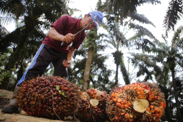 Tren Konsumen Global Bergeser ke Bioemulsifier Sawit, Produk Halal dan Vegan Jadi Magnet
