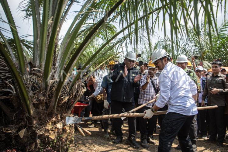 Peremajaan Sawit Rakyat Seret, Target dari 2017 Tak Pernah Kesampaian