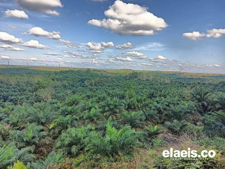 Petani Sambut Baik Komitmen Pemprov Kalbar Implementasi Sawit Berkelanjutan Lewat RAD KSB