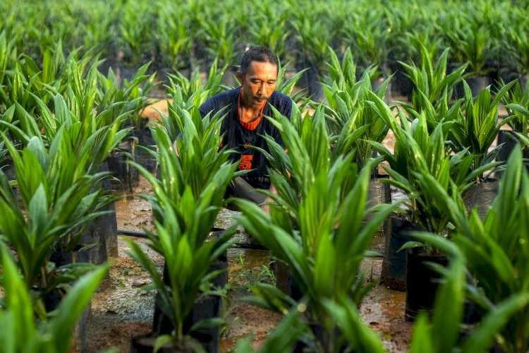 Pemerintah Tetapkan Regulasi Baru ISPO untuk Perkuat Sertifikasi, Transparansi Data, dan Insentif Nyata bagi Pekebun