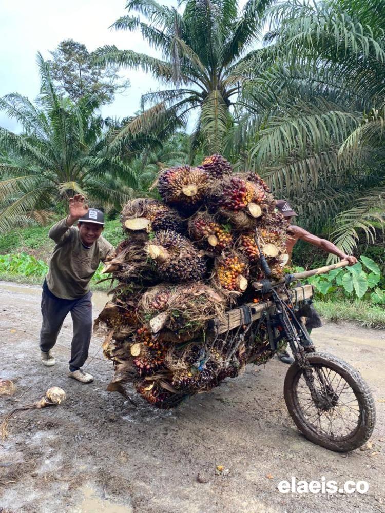 Naik Tipis, Harga Sawit Sumut Rp3.455.95/kg