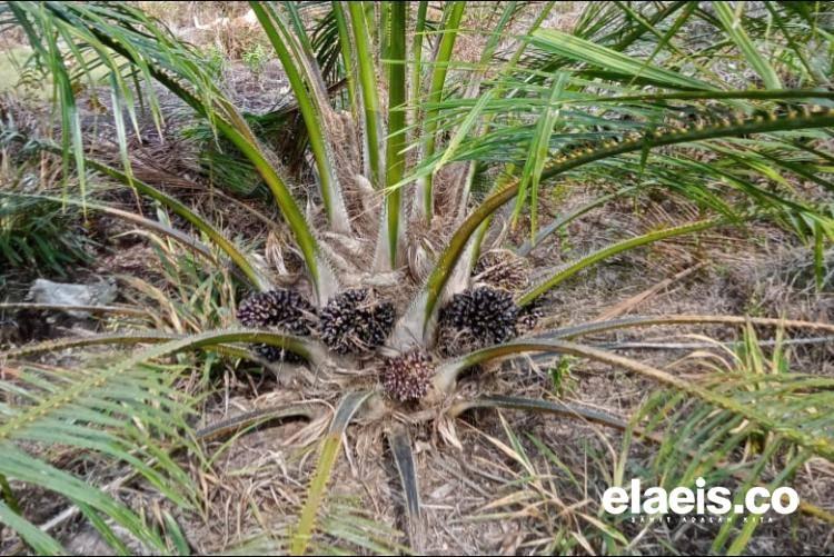Sawit Riau Makin Produktif, BPDP Salurkan Dana PSR Rp60 Juta Per Hektare untuk 43.847 Hektare Kebun Rakyat