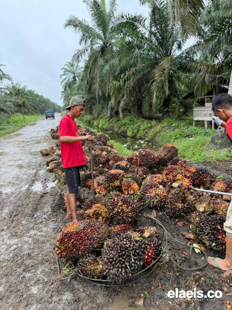 Terus Meroket, Harga Sawit Sumbar Dibeli  Rp3.549,00/kg