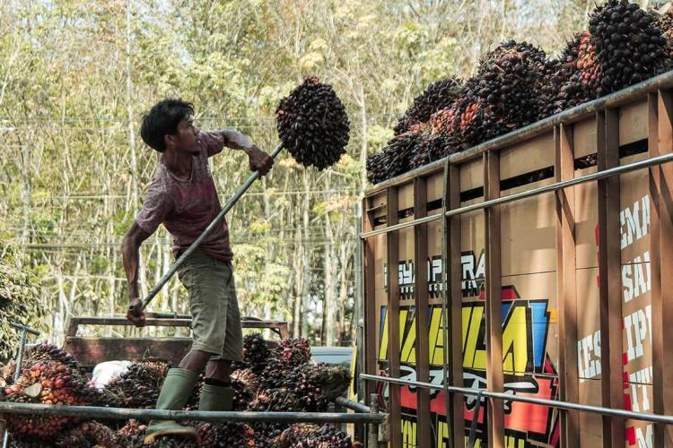 KDM Larang Sawit Berkembang di Jabar, Bagaimana Nasib Petani Sukabumi?